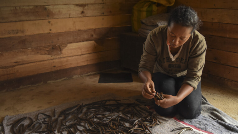 Madame Félicité sorts her vanilla beans and prepares them to be curated.
