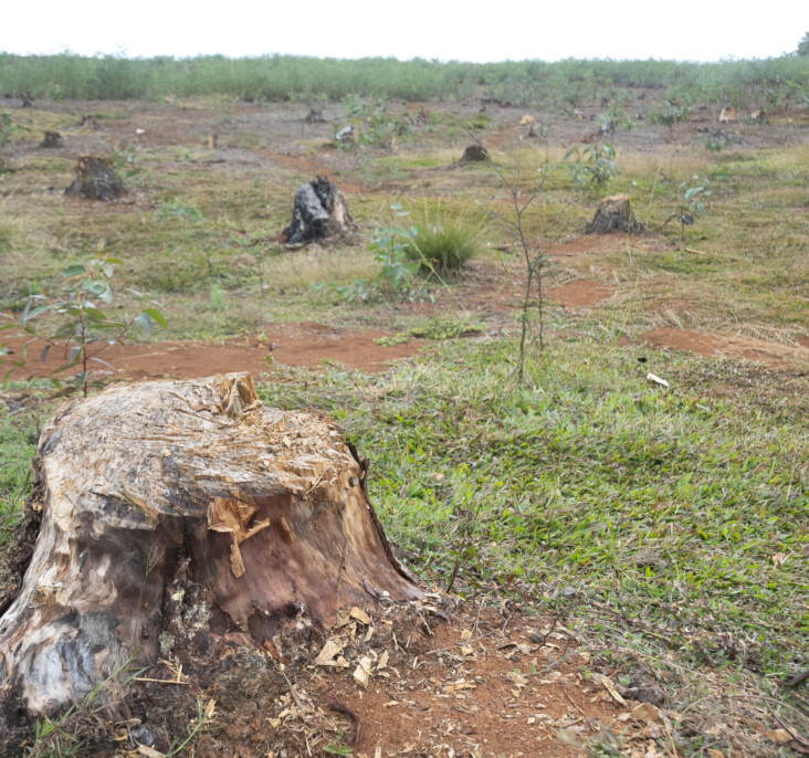 Examples of deforestation on the road between Ranomafana and the Madagascar capital of Antananarivo reflect the larger problem of deforestation across the country. Photo by David Snyder/CRS.