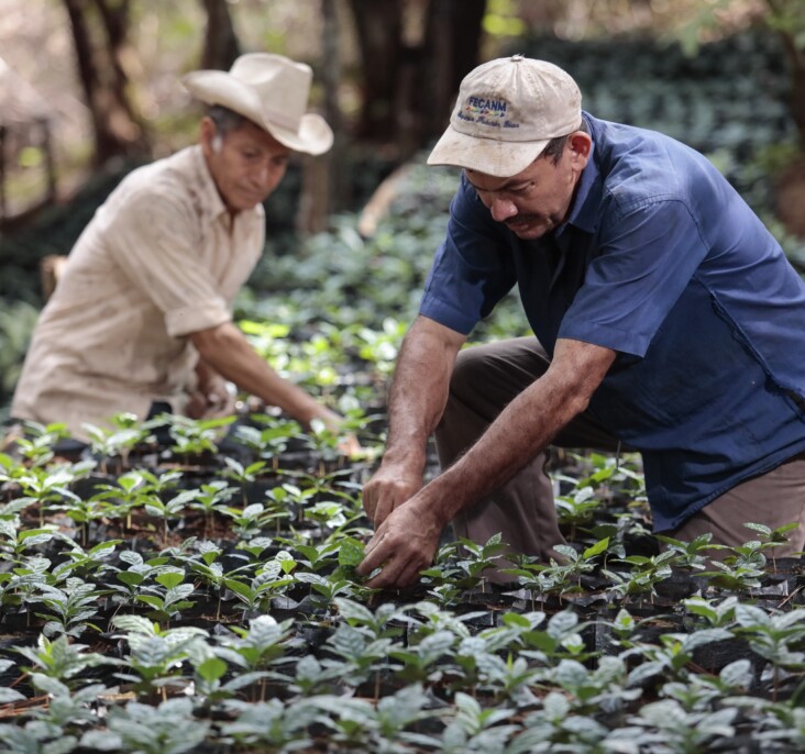 Older farmers in the greens